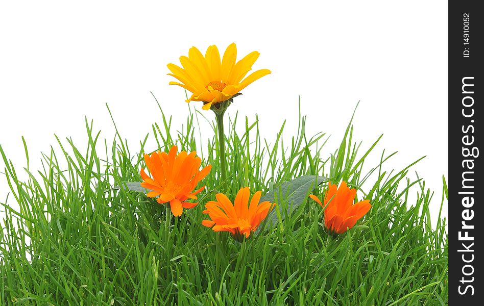 Flowers in a grass, isolated on the white. Flowers in a grass, isolated on the white