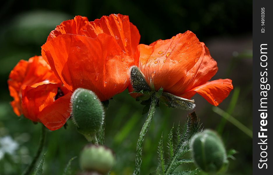 The group of field-poppies on the meadow.