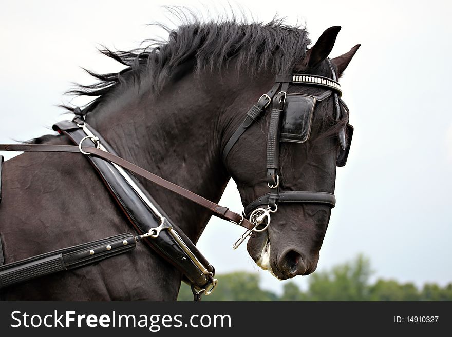 Horse drawn carriage, beautiful horses