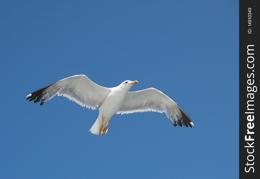 Photo of a front looking seagull against blue sky. Photo of a front looking seagull against blue sky