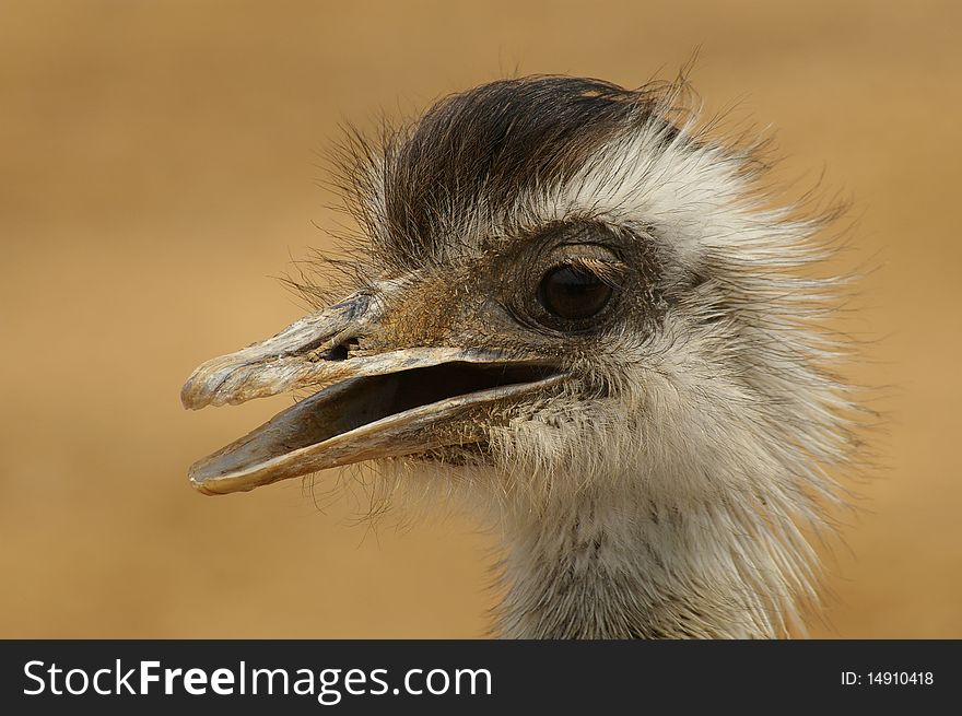 Portrait Of An Ostrich