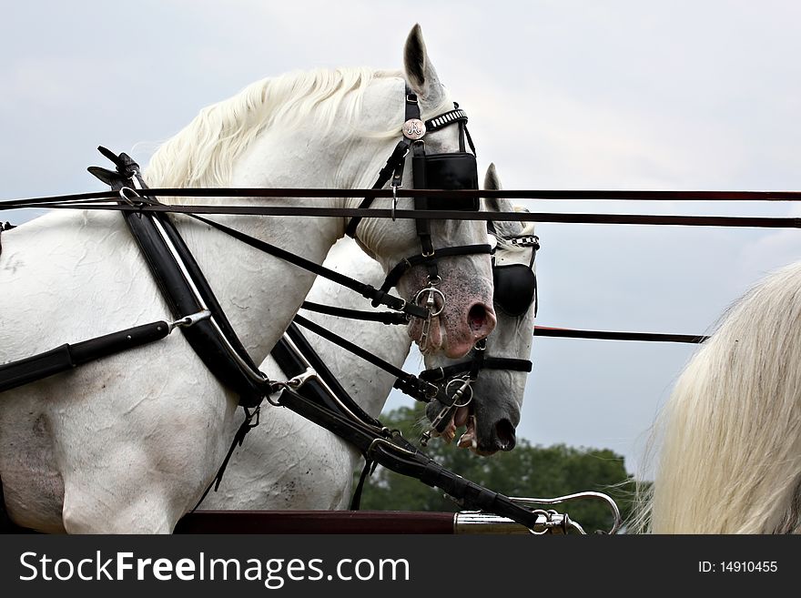Horse drawn carriage, beautiful horses