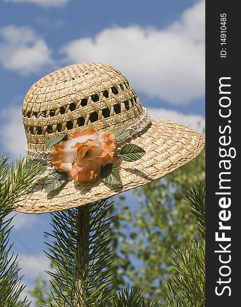 Straw hat with a pink flower on a branch of a pine on a background of the blue sky