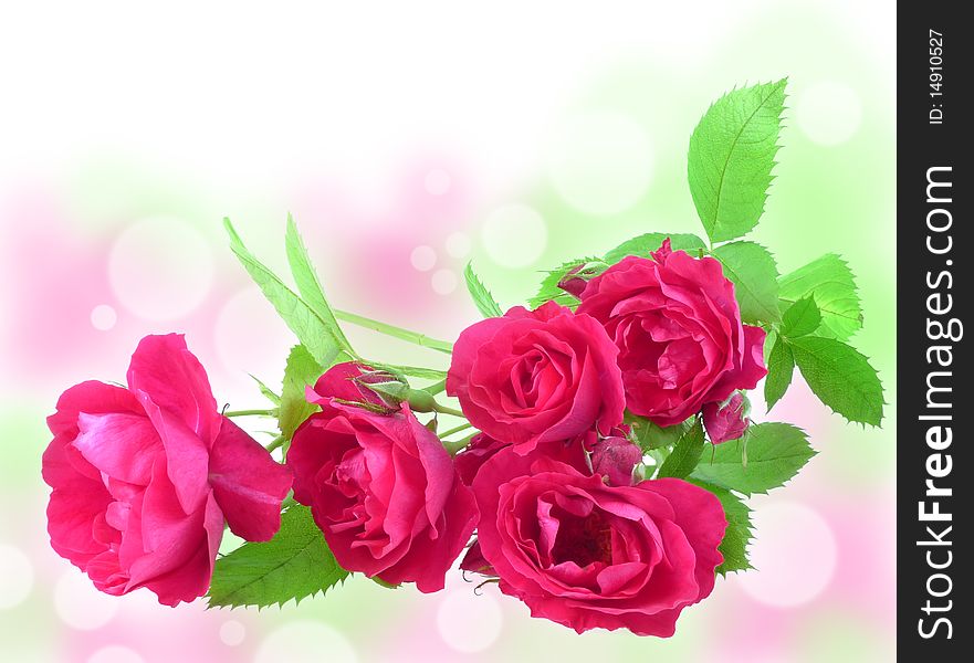 Romantic Roses