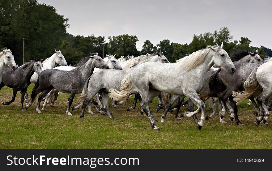 Herd of white horses running. Herd of white horses running