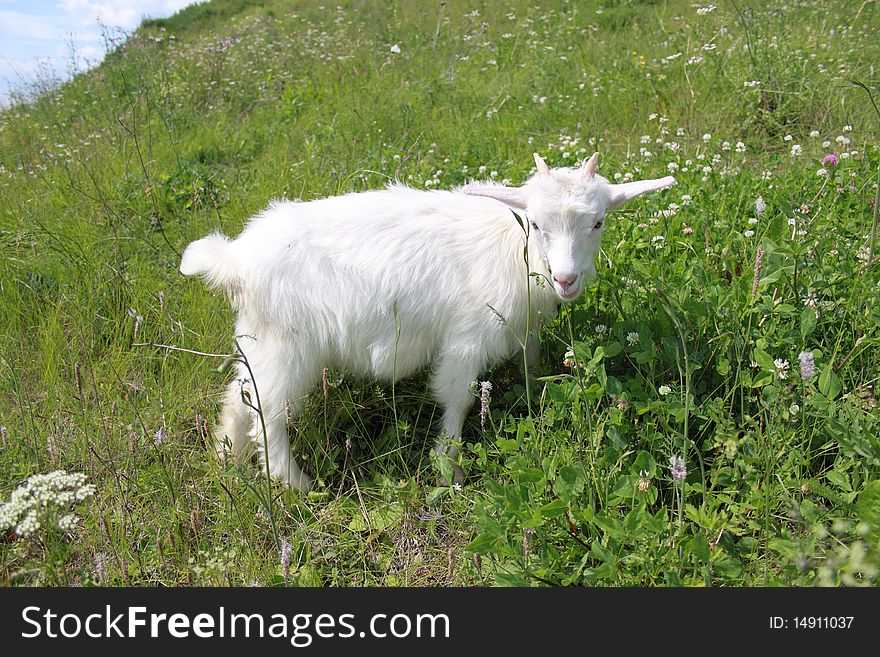 The goat has dinner on a green meadow. The goat has dinner on a green meadow