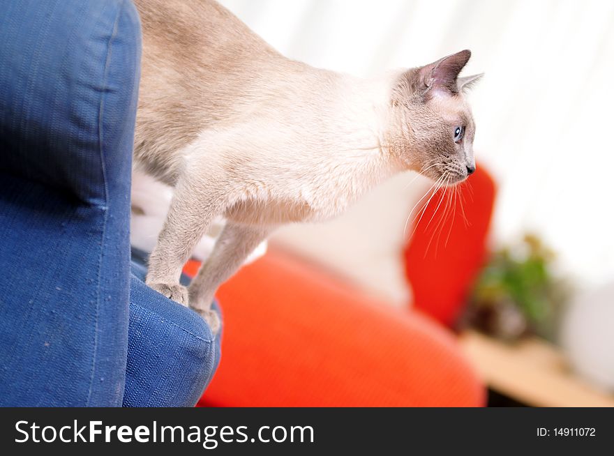 A beautiful siamese cat standing on a blue armchair looking out to the living room. A beautiful siamese cat standing on a blue armchair looking out to the living room.