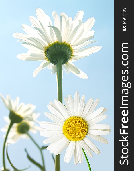 Flowers of a camomile with white petals against the sky. Flowers of a camomile with white petals against the sky