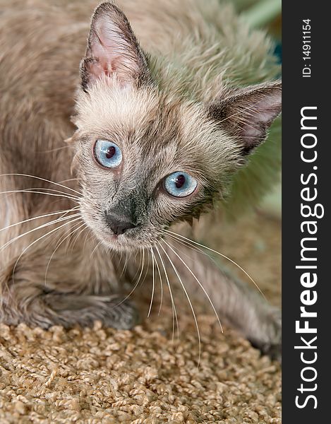 A funny-looking siamese cat after a bath, wet and cleaning herself on the carpet. A funny-looking siamese cat after a bath, wet and cleaning herself on the carpet.