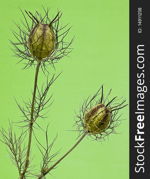 Close-up of a seed pod on a Green background. Close-up of a seed pod on a Green background