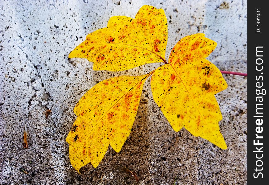 Close-up of single yellow fall leaf in rough textured bird bath. Close-up of single yellow fall leaf in rough textured bird bath.