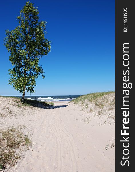 Lonely birch tree on the Baltic Sea. Lonely birch tree on the Baltic Sea