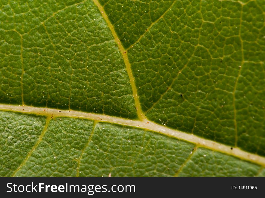 Close look at the complexity of a simple leaf. Close look at the complexity of a simple leaf.