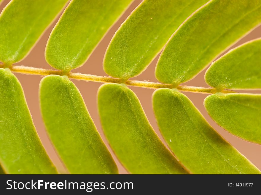 Leaves of a fern plant with a closer view. Leaves of a fern plant with a closer view.