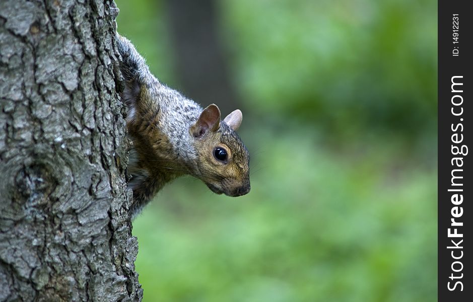 Shot of a squirrel in a forest