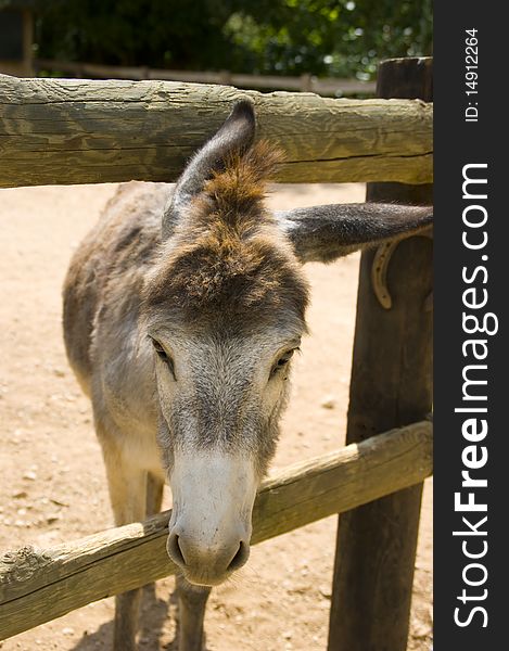 A grey donkey walking around and grazing