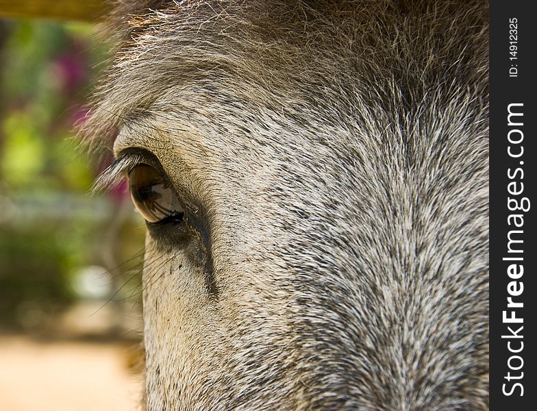 A closeup on the eye of a donkey