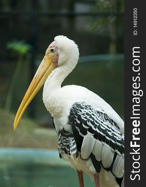 A snowy white pelican standing in a park. A snowy white pelican standing in a park