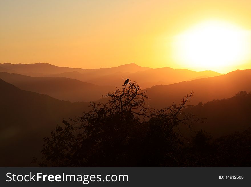 A silhouette of a crow in a tree at sunrise with a mountain valley behind. A silhouette of a crow in a tree at sunrise with a mountain valley behind.