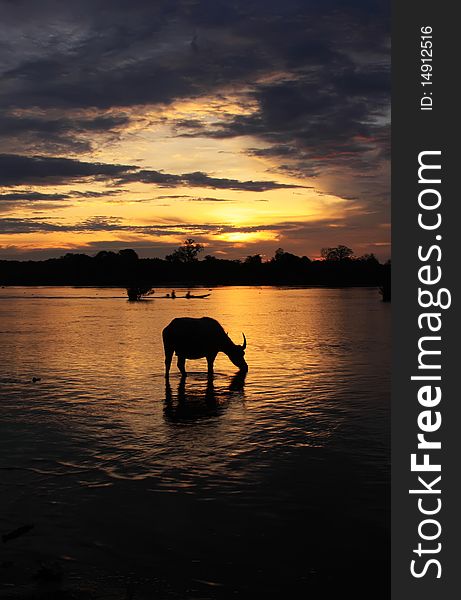 Silhouette of a water buffalo drinking in the Mekong river while a small boat passes by. Laos. Silhouette of a water buffalo drinking in the Mekong river while a small boat passes by. Laos.