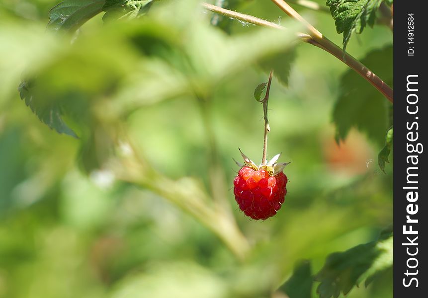 Ripe red raspberries on a branch on a background of green leaves