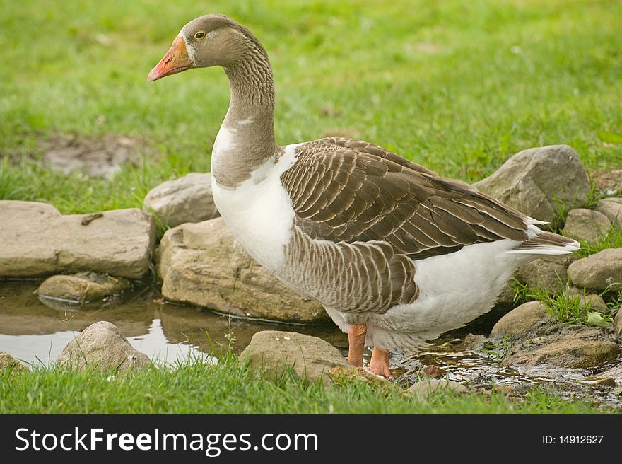 A closeup image of a goose paddling in a stream on a farm in the Highlands of Scotland. A closeup image of a goose paddling in a stream on a farm in the Highlands of Scotland.