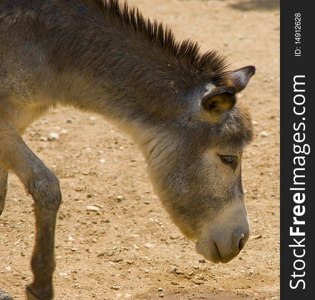 A grey donkey walking around and grazing