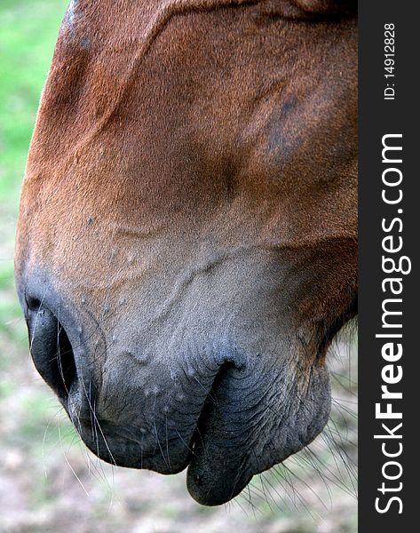 The mouth and nose of a brown horse. The mouth and nose of a brown horse.