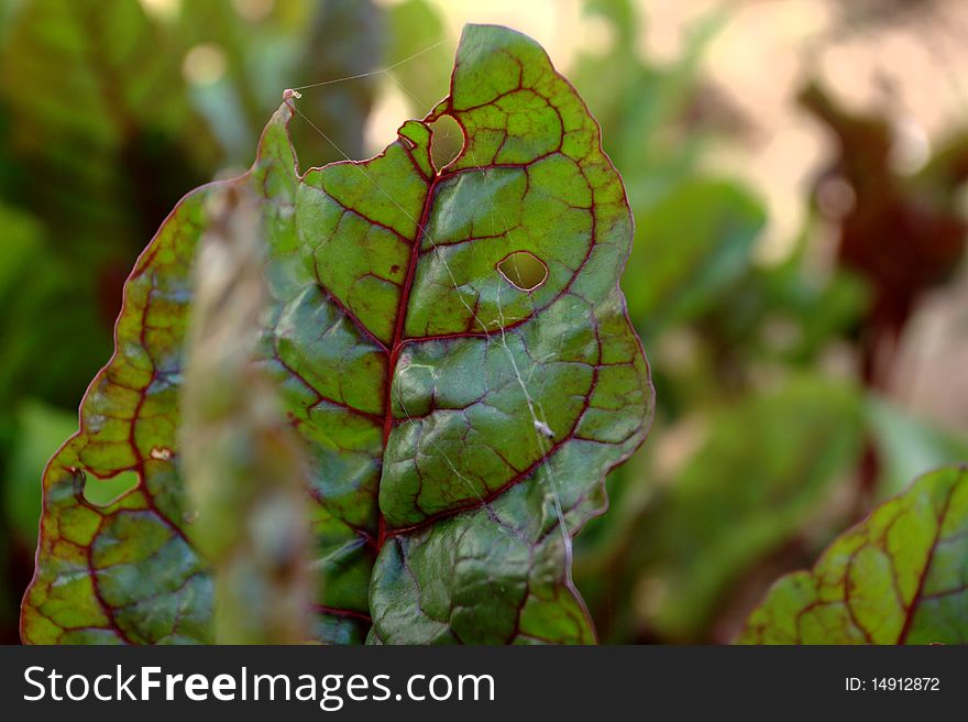 Swiss chard plant leaves partly eaten by pests in an organic garden