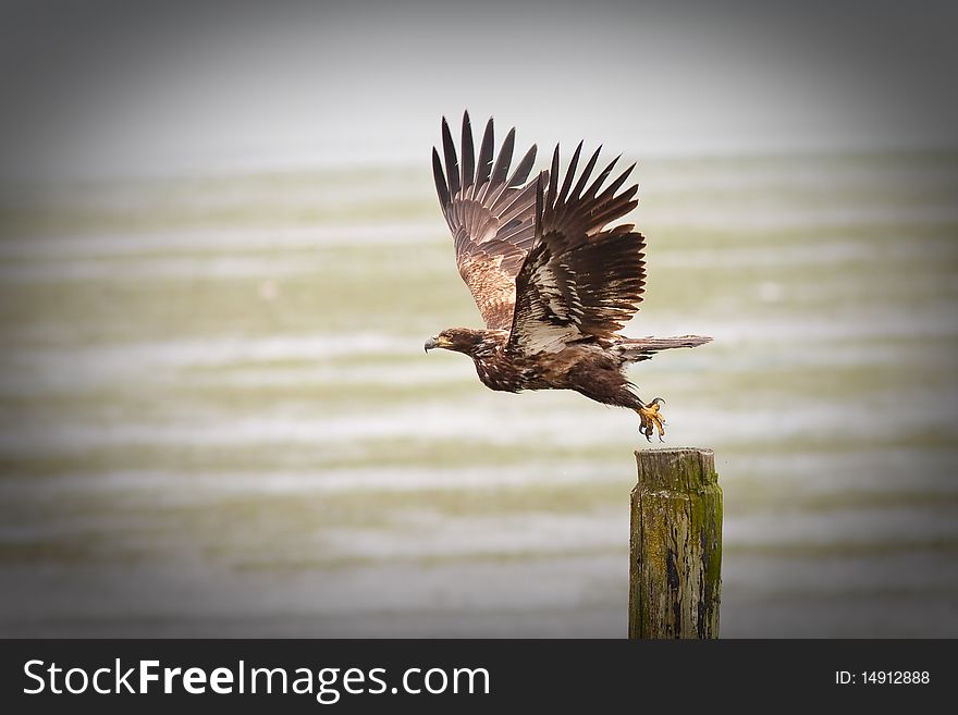 Youg Bald Eagle taking fly from a stump