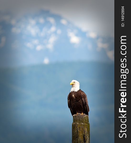 Bald Eagle looking for fishes from a stump