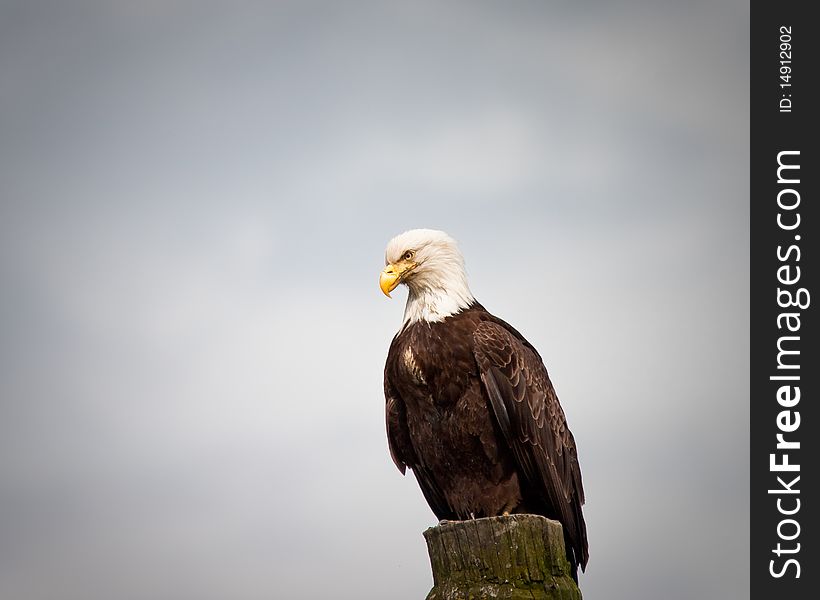 Bald Eagle looking for fishes from a stump