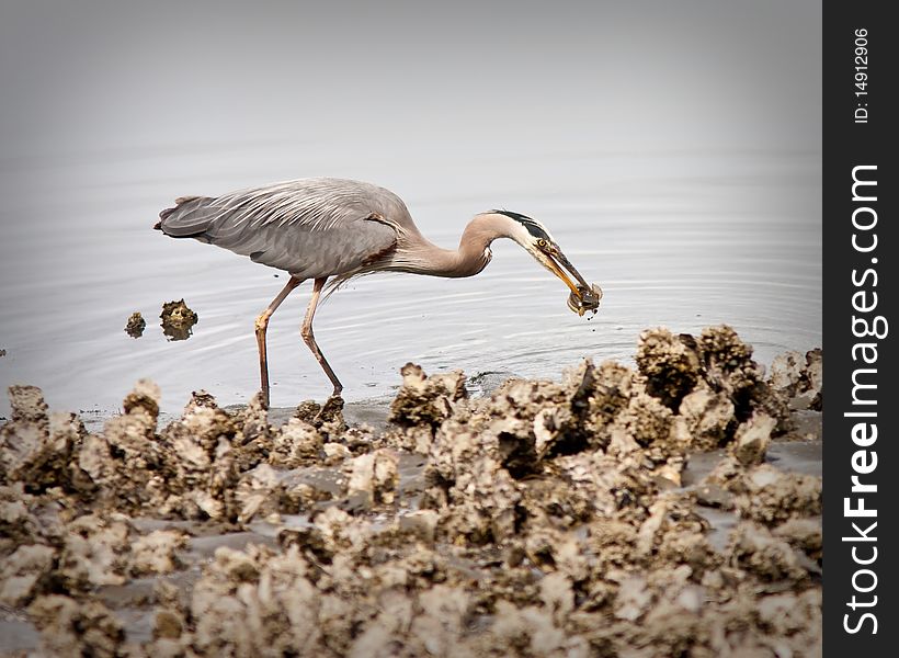 Blue Heron eating a fish