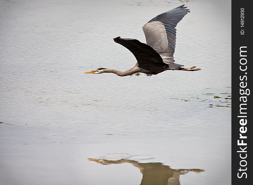 Blue Heron flying over water in Washington state