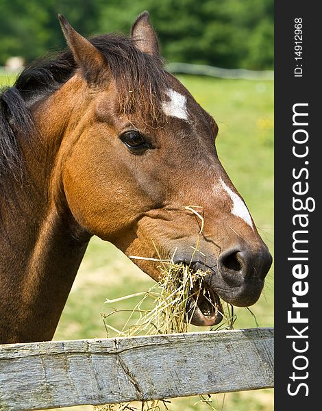 Horse eating hay on a summer day