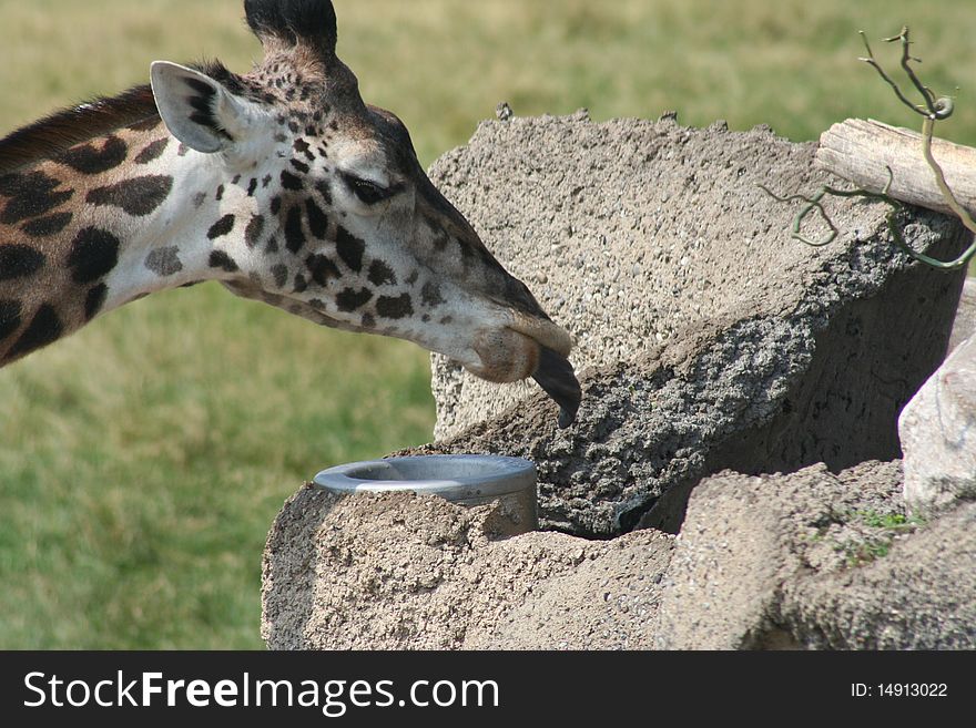 Close-up of a giraffe eating