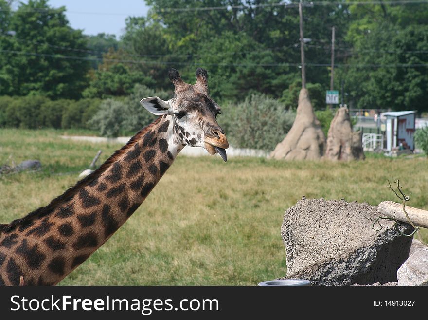 Close-up of a giraffe eating