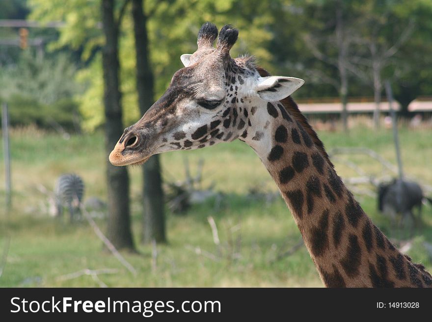 Close-up of a giraffe eating