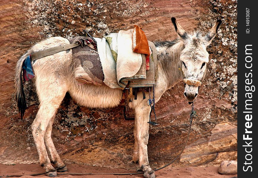 Donkey in Petra, Jordan