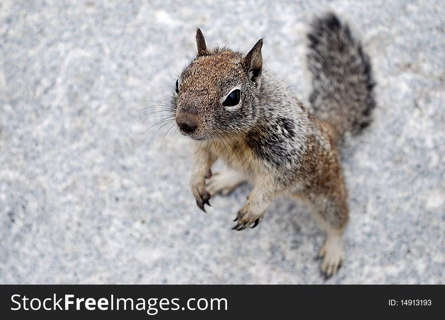 Curious chipmunk on his hind legs in Yosemite National Park. Curious chipmunk on his hind legs in Yosemite National Park