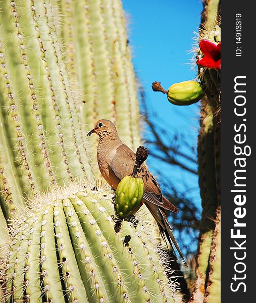 Mourning dove sitting in saguaro cactus plant