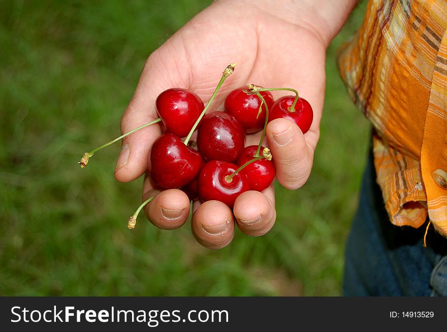 A lot of cherries in the hand