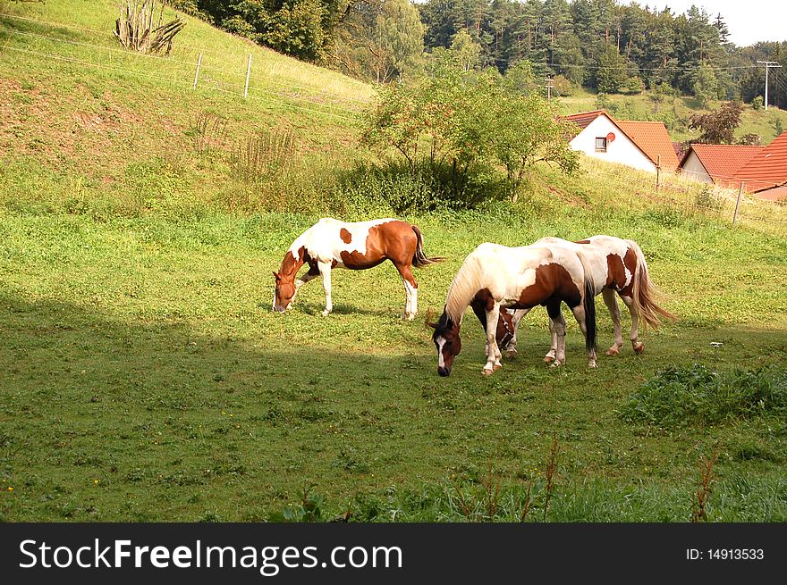 The three horses in the fresh meadow