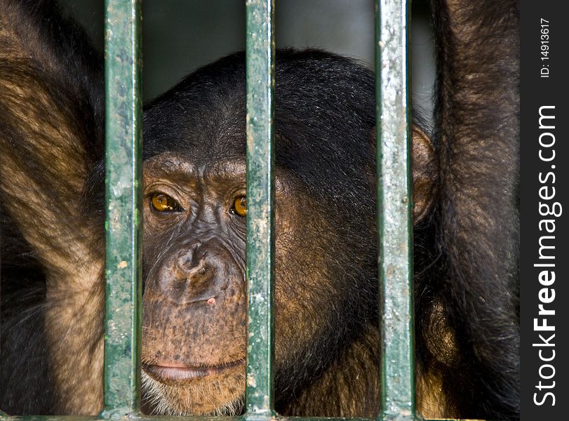 A Sad Chimp behind bars