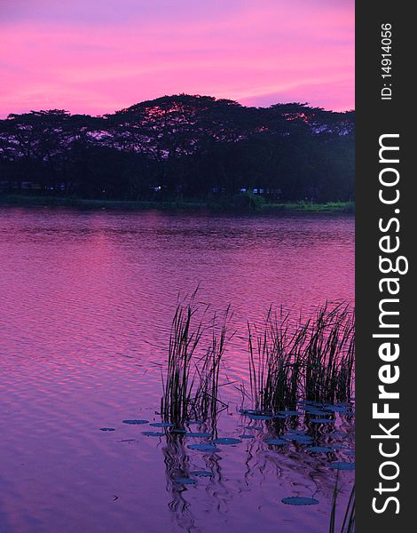 Pink sunset at lakeside with reeds and water lilies