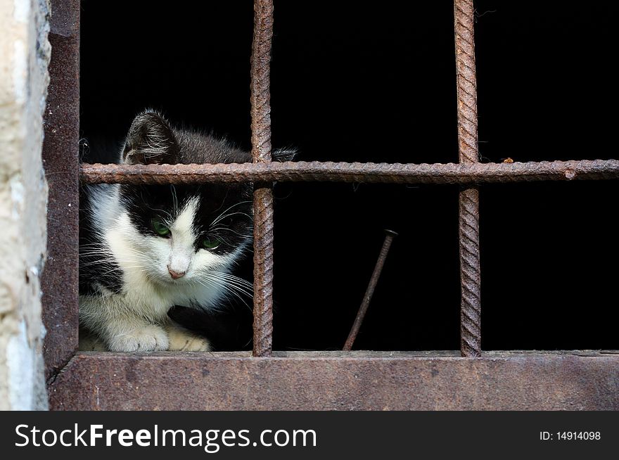 Kitten sitting behind the bars