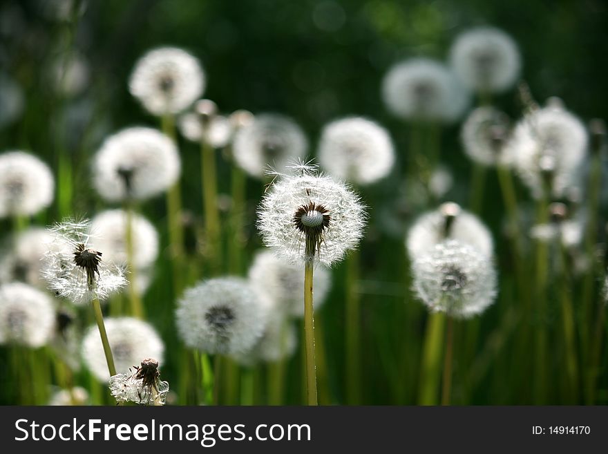 Dandelions as a floral background
