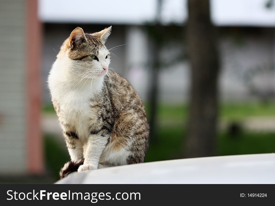 Cat sitting on a street in the rays of the rising sun. Cat sitting on a street in the rays of the rising sun