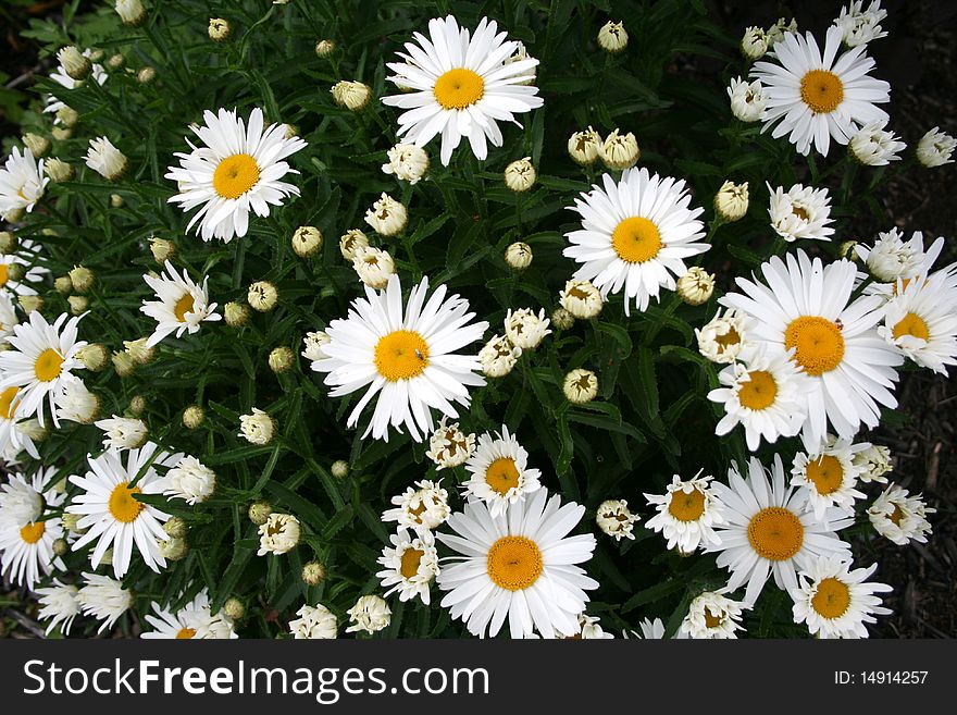 Blooming daisies as a floral background. Blooming daisies as a floral background