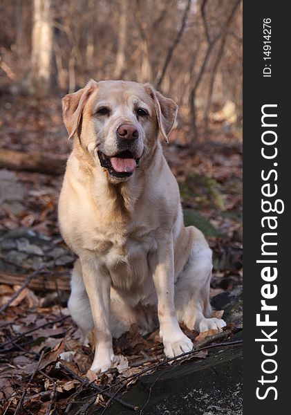 A seven-year-old purebred Yellow Labrador Retriever sitting in the woods in front of a rock smiling.